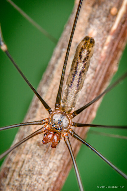 Pholcus gracillimus • © Joseph K H Koh • All Rights Reserved ♂ Adult Habitus Dorsal