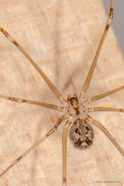 Physocyclus globosus • © Joseph K H Koh • All Rights Reserved ♀ Adult Habitus Dorsal