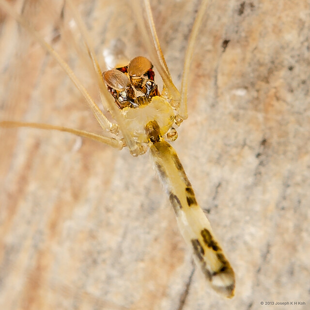 Pribumia atrigularis • © Joseph K H Koh • All Rights Reserved ♂ Adult Habitus Dorsal
