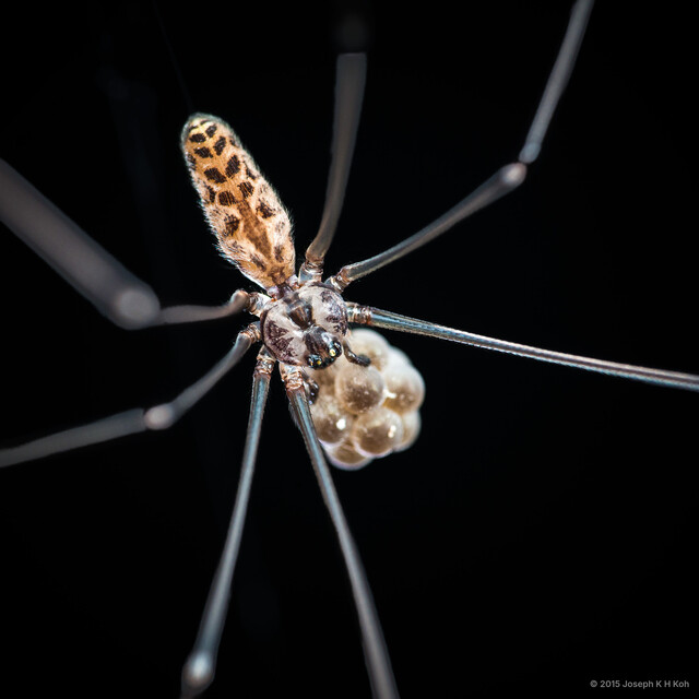 Smeringopus pallidus • © Joseph K H Koh • All Rights Reserved ♀ Adult Habitus Dorsal Egg(s)/Egg Sac(s)