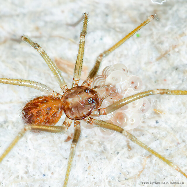 Spermophora sp. "Rear-pocketed" • © Bernhard Huber • All Rights Reserved ♀ Adult Habitus Dorsal Egg(s)/Egg Sac(s)