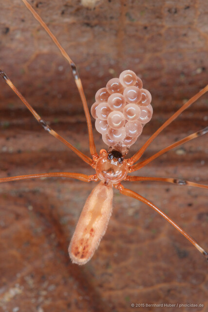 Tissahamia bukittimah • © Bernhard Huber • All Rights Reserved ♂ Adult Habitus Dorsal