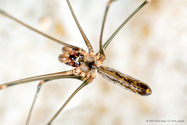 Uthina luzonica • © Chris Ang • All Rights Reserved ♂ Adult Habitus Dorsal