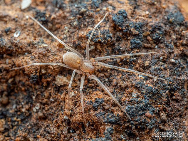 Otacilia tham • © Nicky Bay • All Rights Reserved ♀ Adult Habitus Dorsal