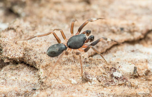 Plynnon sp. "Cream-legged Rimmed" • © Paul Ng • All Rights Reserved ♂ Adult Habitus Dorsal