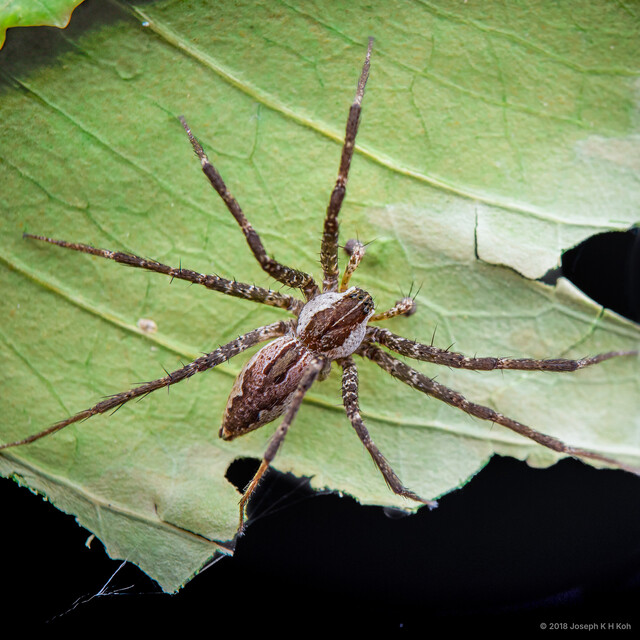 Dendrolycosa sp. "Mangrove Tree Lycan" • © Joseph K H Koh • All Rights Reserved ♂ Adult Habitus Dorsal