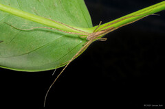 Hygropoda sp. "Brown Cigar"