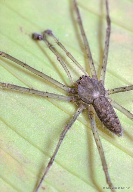 Hygropoda sp. "Singapore Mangrove" • © Joseph K H Koh • All Rights Reserved ♂ Adult Habitus Dorsal