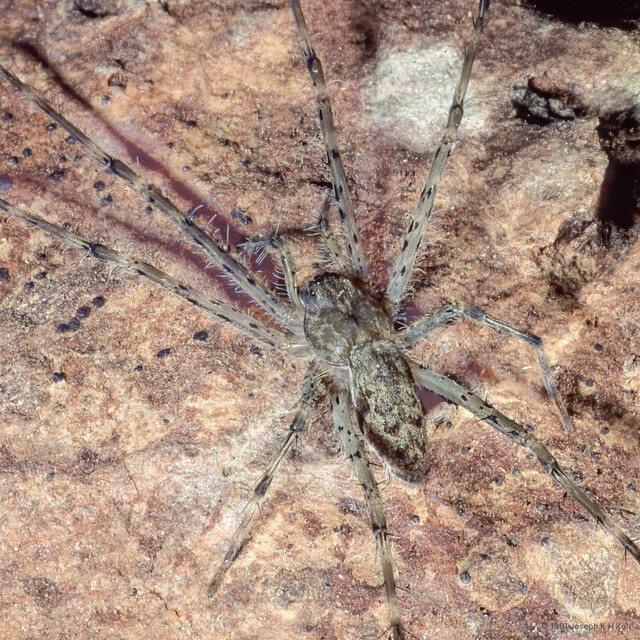 Hygropoda sp. "Southeast Asian Mangrove" • © Joseph K H Koh • All Rights Reserved ♂ Adult Habitus Dorsal