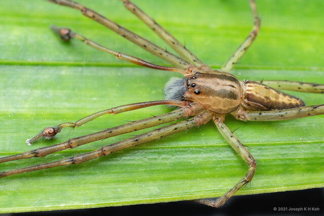 Hygropoda prognatha • © Joseph K H Koh • All Rights Reserved ♂ Adult Habitus Dorsal
