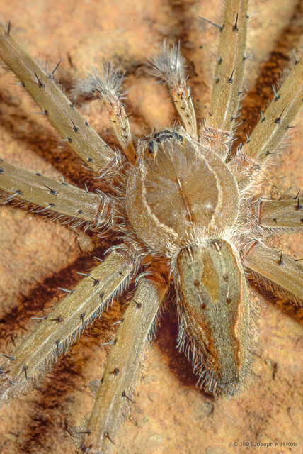 Nilus sp. "Variegated Water" • © Joseph K H Koh • All Rights Reserved ♂ Adult Habitus Dorsal