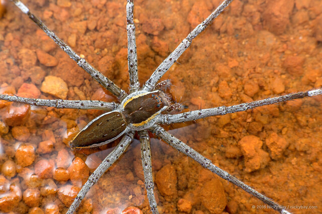 Nilus albocinctus • © Nicky Bay • All Rights Reserved ♀ Adult Habitus Dorsal