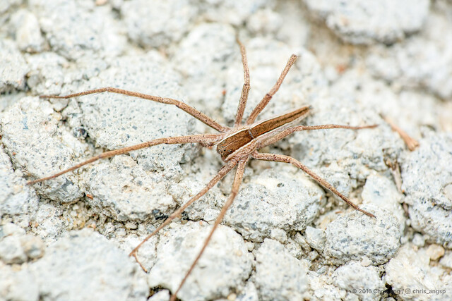 Perenethis venusta • © Chris Ang • All Rights Reserved ♀ Adult Habitus Dorsal