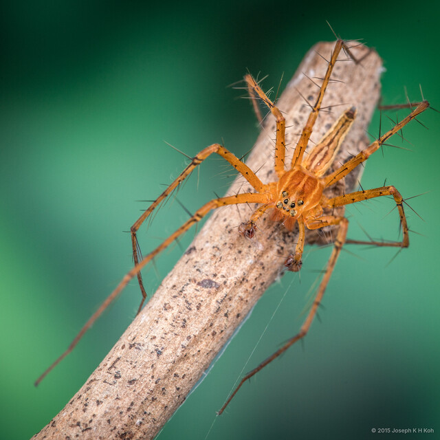 Polyboea vulpina • © Joseph K H Koh • All Rights Reserved ♂ Adult Habitus Dorsal