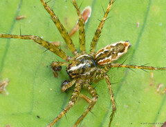 Sphedanus quadrimaculatus (Thorell, 1897)