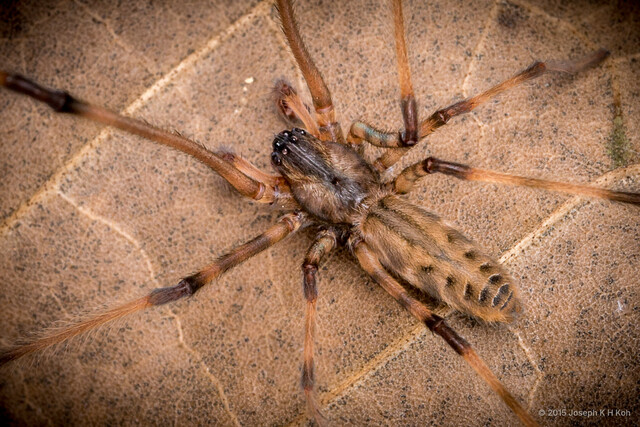 Fecenia ochracea • © Joseph K H Koh • All Rights Reserved ♂ Adult Habitus Dorsal