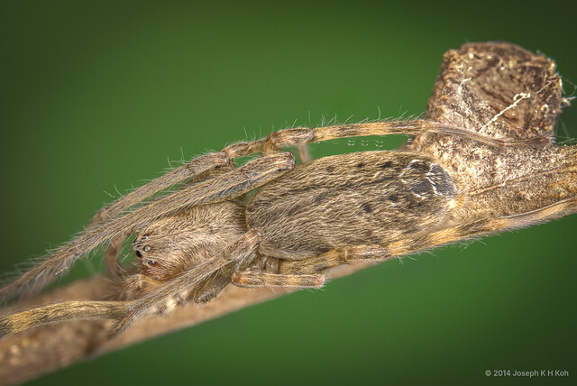 Fecenia protensa • © Joseph K H Koh • All Rights Reserved ♀ Adult Habitus Dorsal