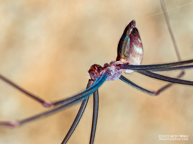 Althepus viengkeoensis • © Nicky Bay • All Rights Reserved ♀ Adult Habitus Lateral