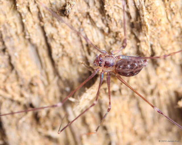 Leclercera sp. "Patched Violet Ground Weaver" • © James Koh • All Rights Reserved ♀ Adult Habitus Dorsal
