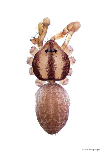 Merizocera mandai • © Shuqiang Li • All Rights Reserved ♂ Adult Habitus Dorsal