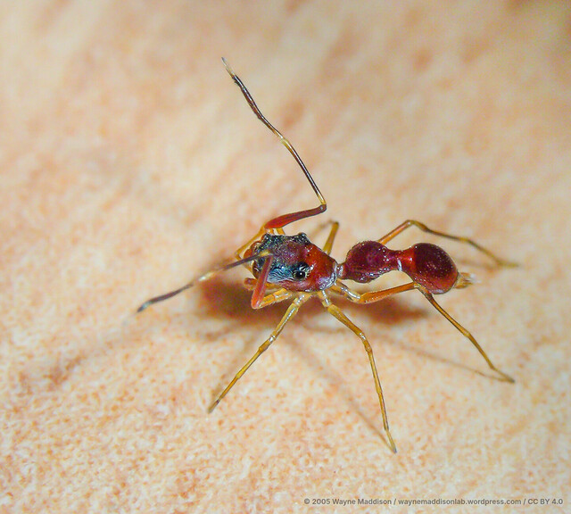 Agorius sp. "Peanut Long-patella" • © Wayne Maddison • CC BY 4.0 ♂ Adult Habitus Lateral
