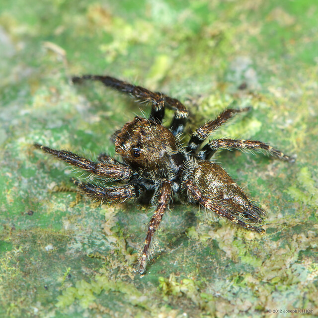 Anarrhotus fossulatus • © Joseph K H Koh • All Rights Reserved ♂ Adult Habitus Dorsal