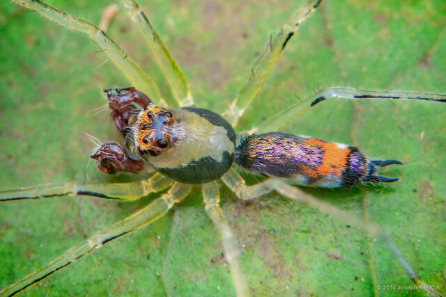 Asemonea tenuipes • © Joseph K H Koh • All Rights Reserved ♂ Adult Habitus Dorsal