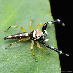 Bavia capistrata (C. L. Koch, 1846)