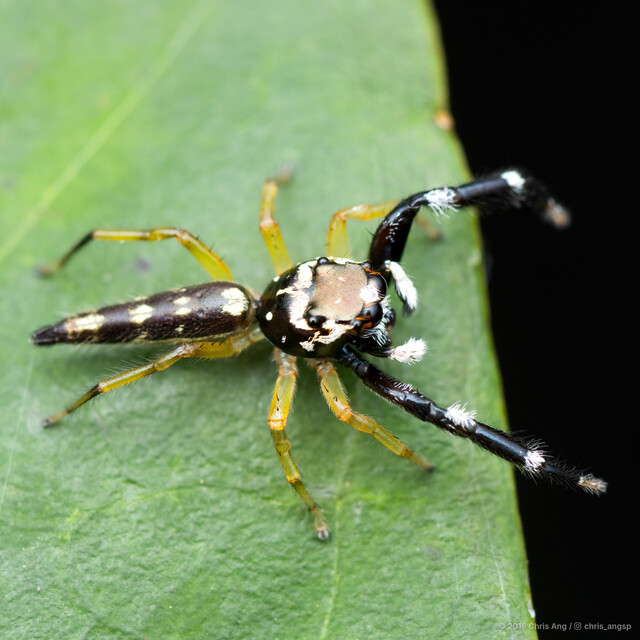Bavia capistrata • © Chris Ang • All Rights Reserved ♂ Adult Habitus Dorsal