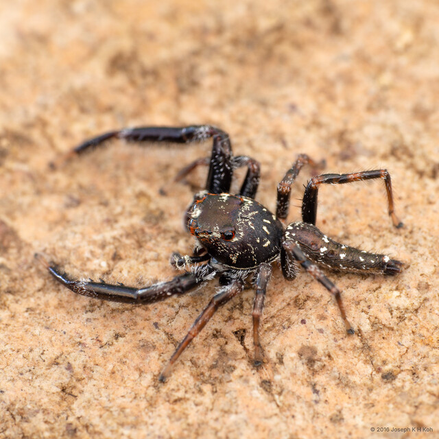 Bavia sexpunctata • © Joseph K H Koh • All Rights Reserved ♂ Adult Habitus Dorsal