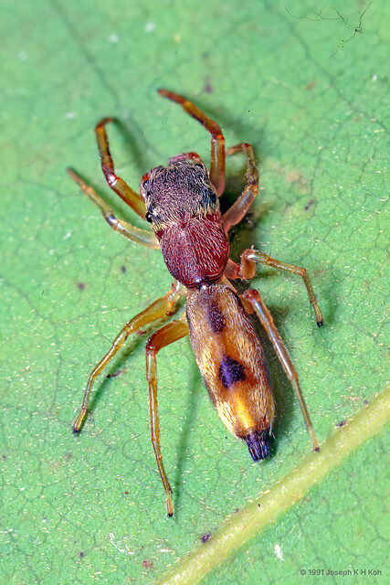 "Belippo" sp. "Two-spotted" • © Joseph K H Koh • All Rights Reserved ♀ Adult Habitus Dorsal