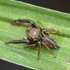 Bianor angulosus (Karsch, 1879)
