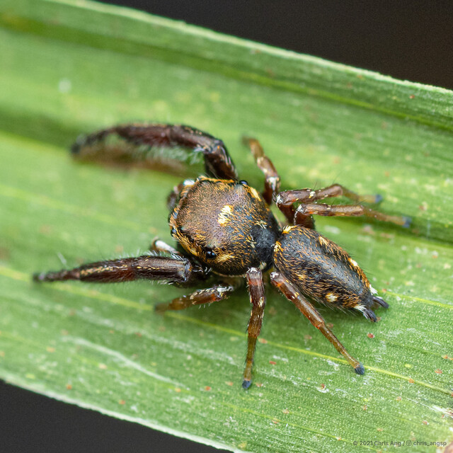 Bianor angulosus • © Chris Ang • All Rights Reserved ♂ Adult Habitus Dorsal