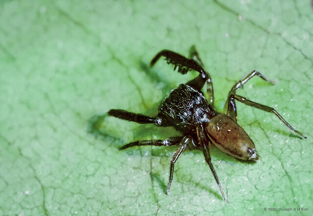 Bristowia heterospinosa • © Joseph K H Koh • All Rights Reserved ♂ Adult Habitus Dorsal