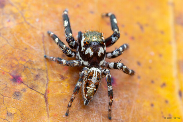 Burmattus albopunctatus • © KS Tan • All Rights Reserved ♂ Adult Habitus Dorsal