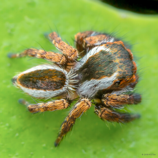 Carrhotus sp. "Bearded" • © KS Tan • All Rights Reserved ♂ Adult Habitus Dorsal