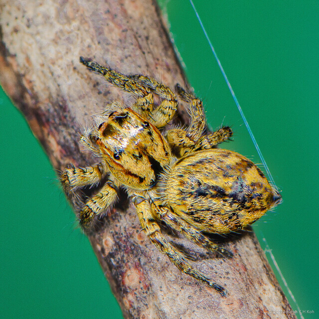 Carrhotus sp. "Heavyweight" • © Joseph K H Koh • All Rights Reserved ♀ Adult Habitus Dorsal