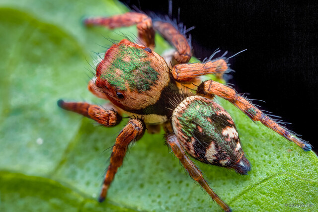 Carrhotus sp. "Painted" • © KS Tan • All Rights Reserved ♀ Adult Habitus Dorsal