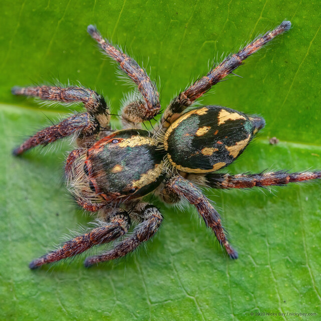 Carrhotus sp. "Striped" • © Nicky Bay • All Rights Reserved ♀ Adult Habitus Dorsal