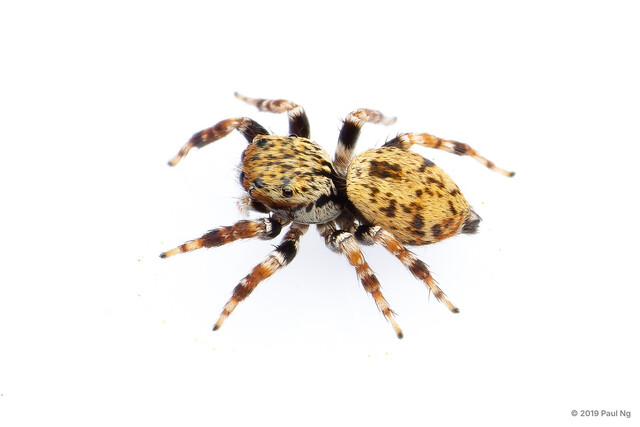 Carrhotus sp. "Tiny" • © Paul Ng • All Rights Reserved ♀ Adult Habitus Dorsal