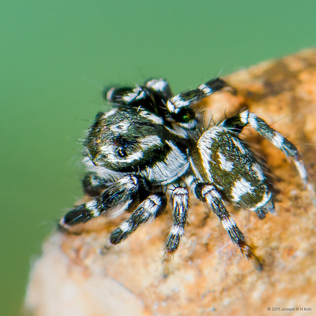Carrhotus sannio • © Joseph K H Koh • All Rights Reserved ♂ Adult Habitus Dorsal