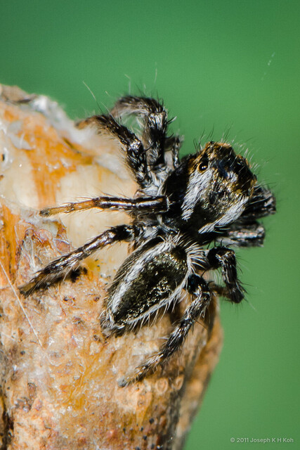 Carrhotus viduus • © Joseph K H Koh • All Rights Reserved ♂ Adult Habitus Dorsal