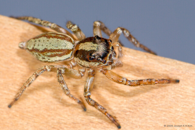 Chalcotropis sp. "Wide-jaw House" • © Joseph K H Koh • All Rights Reserved ♀ Adult Habitus Dorsal