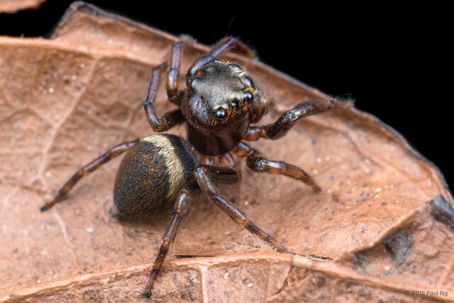 Chalcotropis sp. "Crescent Helmet" • © Paul Ng • All Rights Reserved ♀ Adult Habitus Lateral