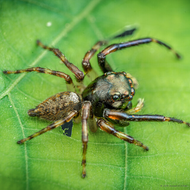 Chalcotropis sp. "White-patched Heavy" • © Joseph K H Koh • All Rights Reserved ♂ Adult Habitus Dorsal