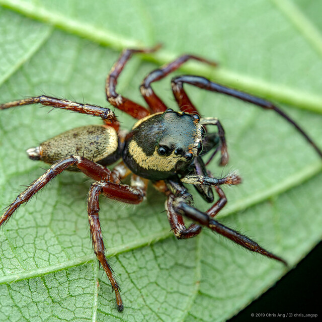 Chalcotropis sp. "Wide-jawed House" • © Chris Ang • All Rights Reserved ♂ Adult Habitus Dorsal