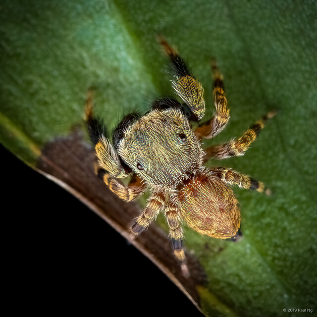 Chalcovietnamicus daiqini • © Paul Ng • All Rights Reserved ♂ Adult Habitus Dorsal