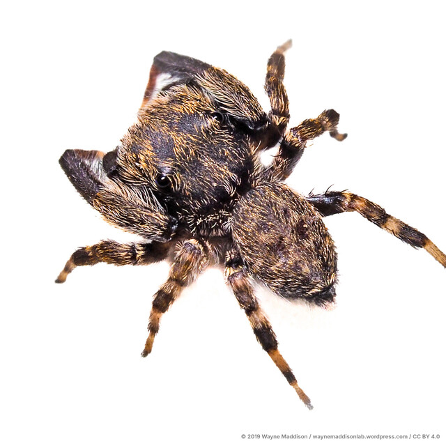 Chalcovietnamicus terbakar • © Wayne Maddison • CC BY 4.0 ♂ Adult Habitus Dorsal