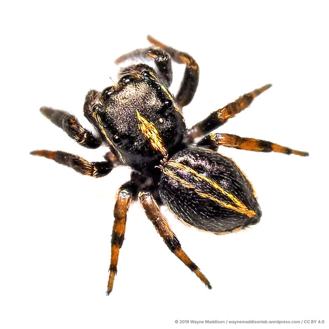 Chalcovietnamicus vietnamensis • © Wayne Maddison • CC BY 4.0 ♂ Adult Habitus Dorsal