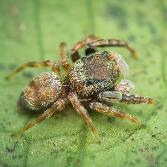 Charippus bukittimah • © Joseph K H Koh • All Rights Reserved ♂ Adult Habitus Lateral